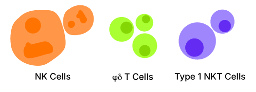 Illustration highlighting the immune cells involved in innate immunity