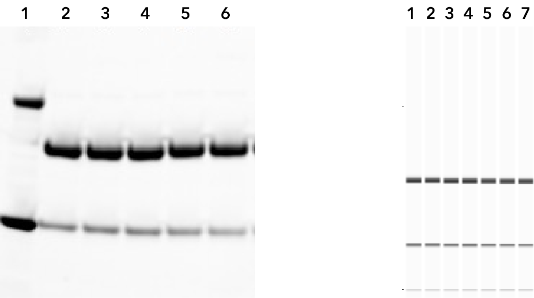 Sodium dodecyl sulfate – polyacrylamide gel electrophoresis (SDS-PAGE) has disadvantages compared to CE-SDS.