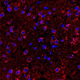 Immunohistochemical staining of perfusion, fixed frozen rat medulla tissue sections with rabbit monoclonal anti-HT-6 antibody, stained with anti-rabbit secondary antibody in red, and counterstained with DAPI in blue.