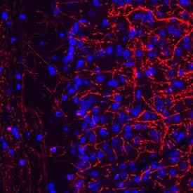 Immunohistochemical expression of mouse brain sections probed with mouse monoclonal anti-MBP antibody, stained with anti-mouse secondary antibody in red, and nuclei counterstained in blue.