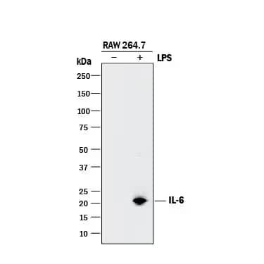 Western blot of lysates from mouse monocyte/macrophage cell line both untreated and treated with LPS, probed with goat polyclonal anti-IL-6 antibody, followed by anti-goat HRP-conjugated secondary antibody showing band in treated lane.