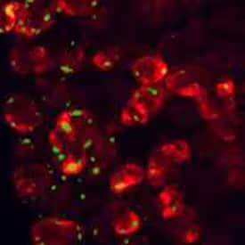 Immunohistochemical staining of rat pancreas tissue with rabbit polyclonal anti-CCK-A R antibody (red) and tissue was counterstained (green).