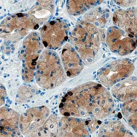 Immunohistochemical analysis of immersion fixed, paraffin-embedded human stomach tissue probed with sheep polyclonal anti-ghrelin/obestatin antibody, stained with HRP-DAB kit, and counterstained with hematoxylin.