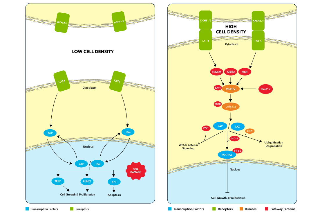 Hippo Pathway