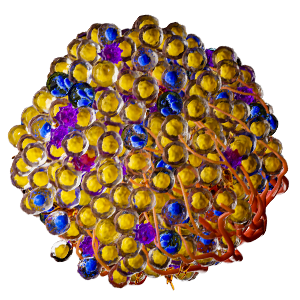 Human Tumor Biomarker