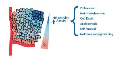 Tumor Oxygen Gradient and HIF-alpha Stability