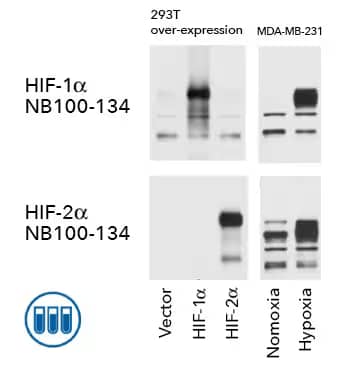 ICC image showing CD25 staining in yellow.