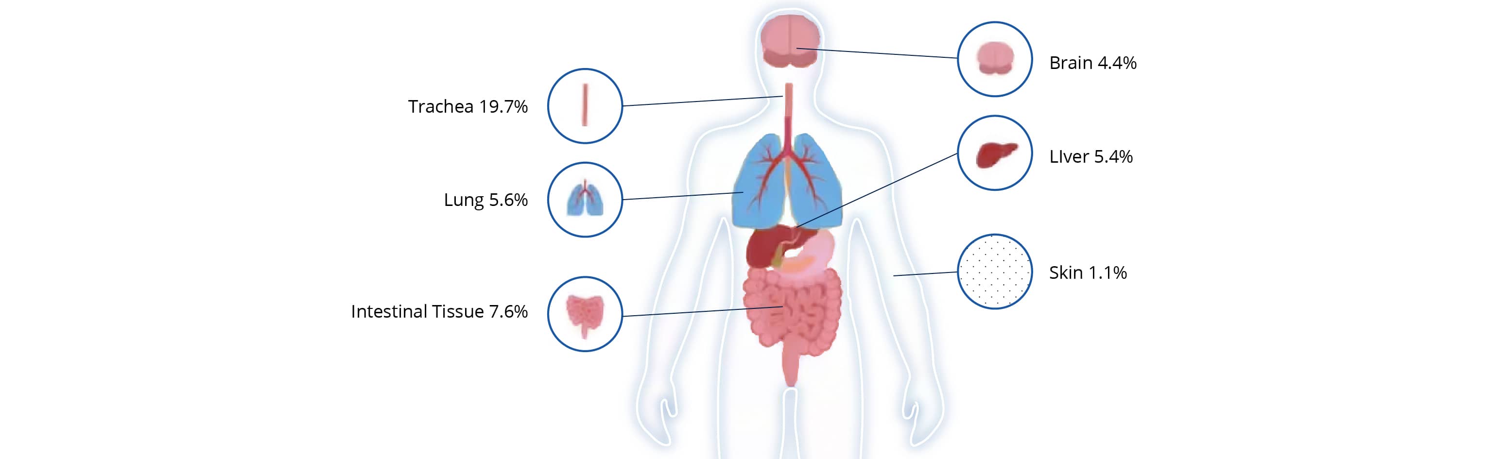 Median O2 Levels in Human Organs and Tissues