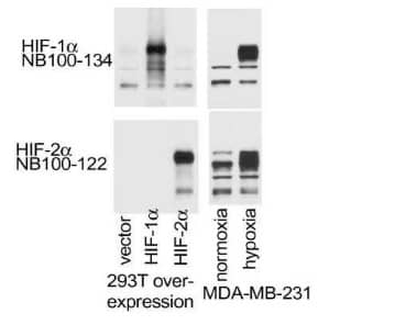 HIF-1 alpha antibody NB100-122