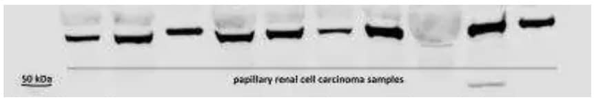 HIF-3 alpha antibody NB100-2529