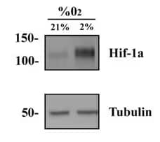 hypoxic and normoxic lysates