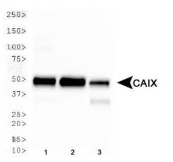 CAIX antibody NB100-417