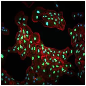 HIF-1 alpha antibody NB100-134