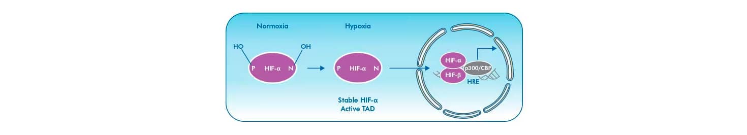 HIF-alpha Protein Hydroxylation