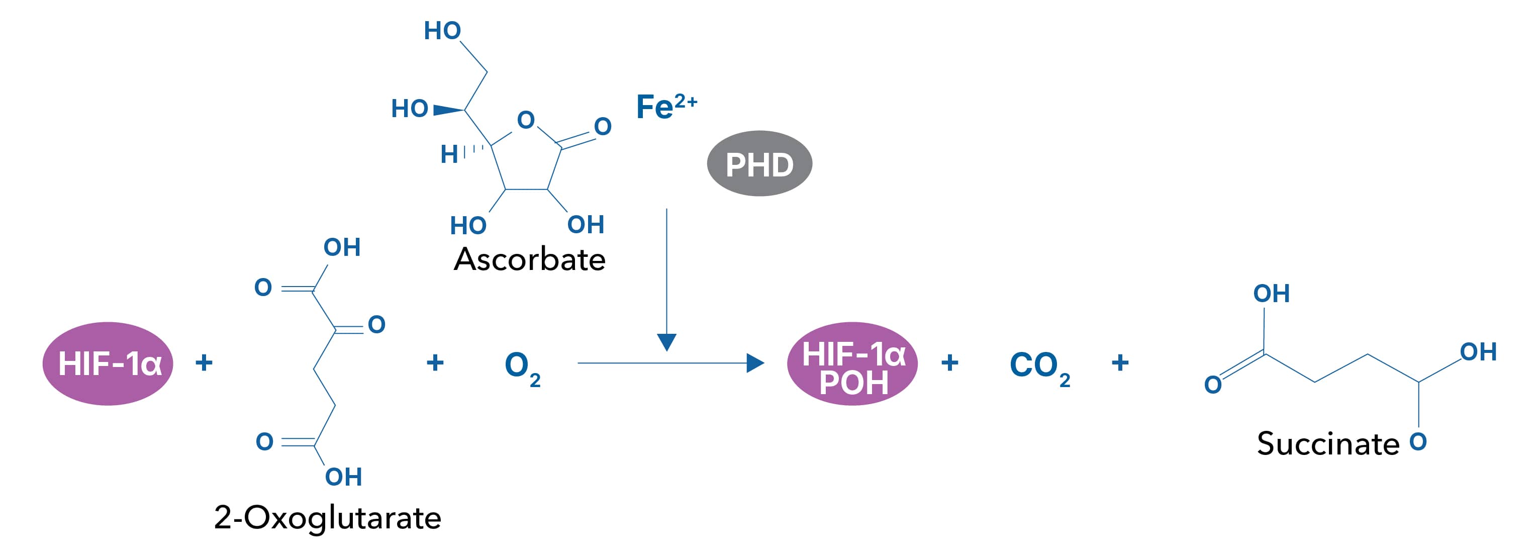 HIF hydroxylation by Prolyl hydroxylase