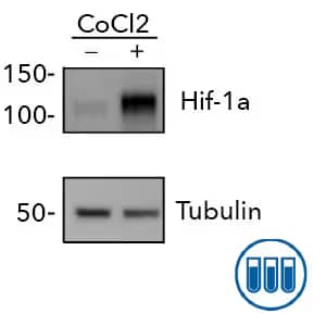 Western blot showing expression of HIF-1 alpha in CoCl2 treated and untreated HeLa cells with Tubulin as loading control.