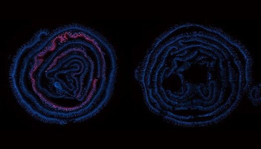 Confocal images of HB-2-30 in vivo in mice