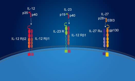 IL-12 family cytokines are heterodimeric proteins that share their alpha and beta subunits among different members 