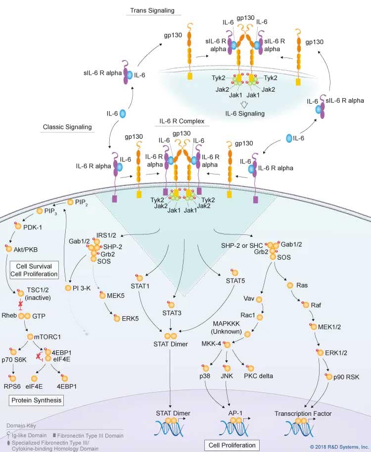 The ERK Signal Transduction Pathway: R&D Systems