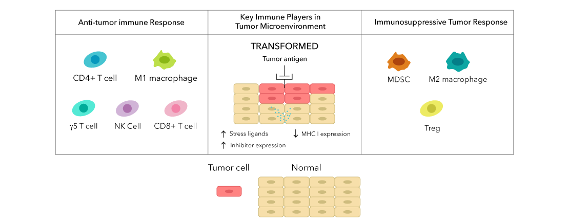 Immune system tumor responses