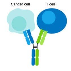 Bispecific antibodies to redirect cytotoxic cells