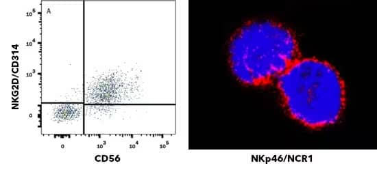 Flow cytometry and immunocytochemistry in NK cells