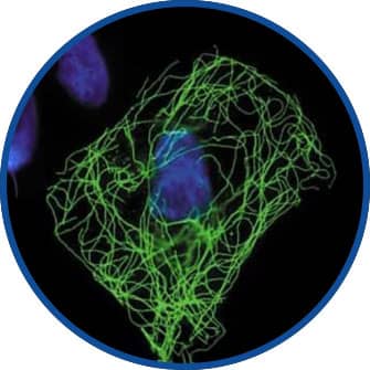 Immunocytochemistry/Immunofluorescence circle Image