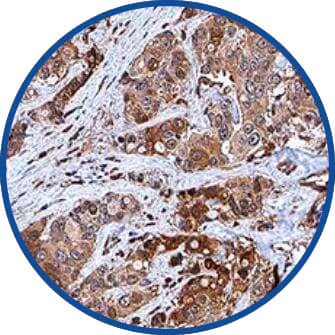  Immunohistochemistry-Paraffin circle Image