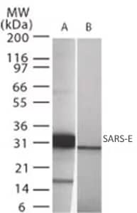 SARS envelope protein antibody Western blot image 