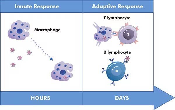 Innate Adaptive Response diagram