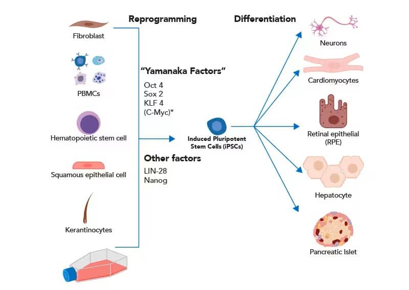 iPSC illustration showing reprogramming & differentiation