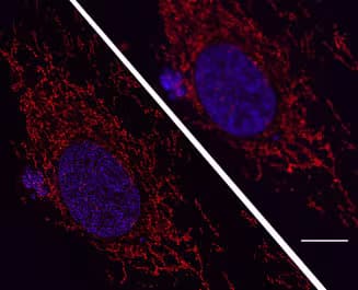 Janelia Fluor® Conjugated Antibodies | Bio-Techne