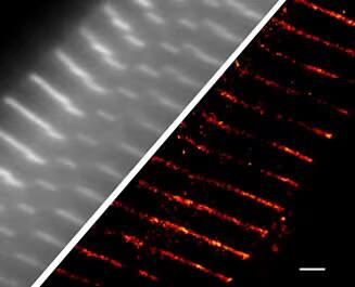 Janelia Fluor® Conjugated Antibodies | Bio-Techne