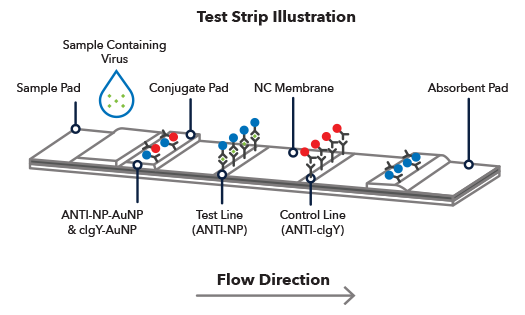 Lateral Flow Test Strip Illustration