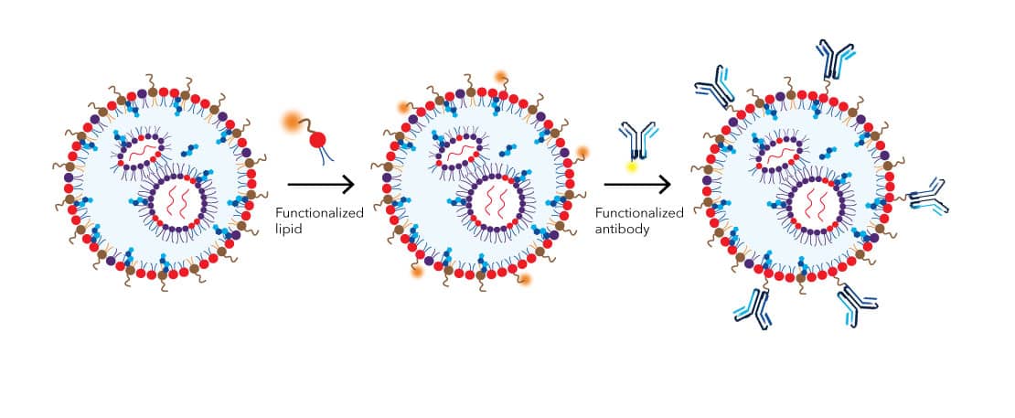 Two steps reaction scheme of how targeting antibodies can be conjugated to lipid nanoparticle surface