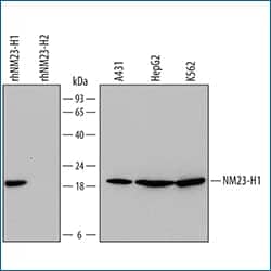 Western blot shows lysates of A431 human epithelial carcinoma cell line, HepG2 human hepatocellular carcinoma cell line, and K562 human chronic myelogenous leukemia cell line.