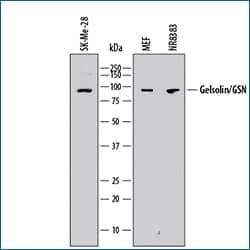 Western blot shows lysates of SK-Mel-28 human malignant melanoma cell line, MEF mouse embryonic feeder cells, and NR8383 rat alveolar macrophage cell line.