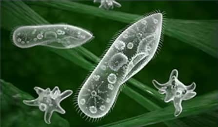 Types of Protozoa including amoebas are either free living or can cause disease