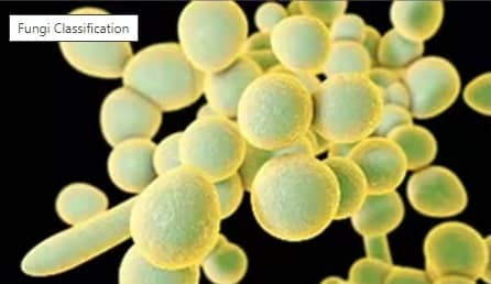 Eukaryotic microorganisms that include yeast and molds. Thermally dimorphic fungi infect humans and other mammals