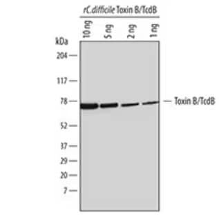 Titration of the recombinant toxin B (TcdB) protein detected by Western Blot