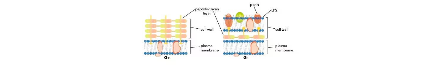 Gram staining allows bacterial classification based on the presence of a peptidoglycan containing cell wall. 