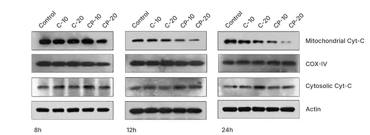 Western blot cytochrome c antibody (NB100-56503)