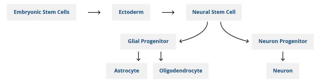 Stem Cell Diagram