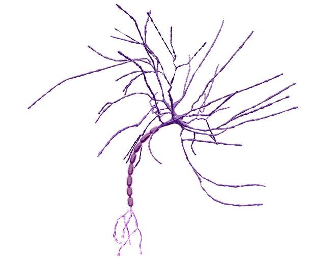 Neuron - cfDNA Exosomes