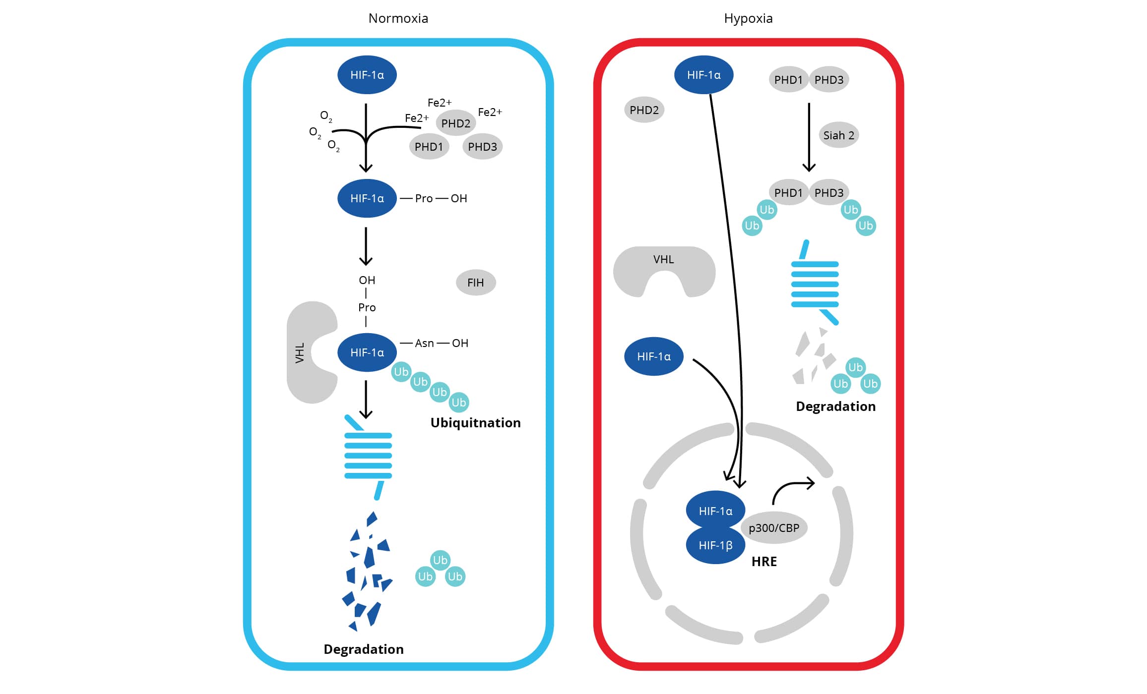 normoxia and hypoxia