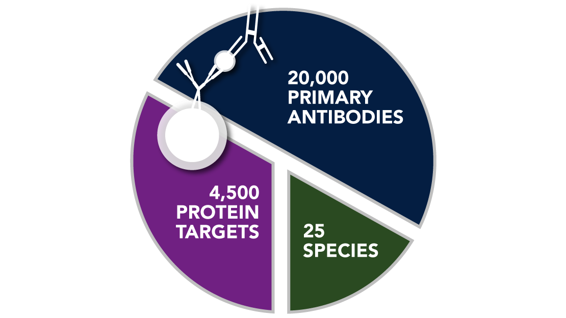 Custom Luminex assay antibody, analyte and species options