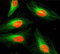 Tubulin antibody