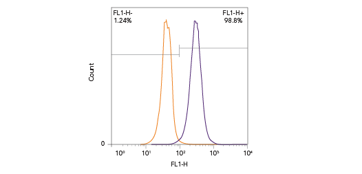 CD63 antibody