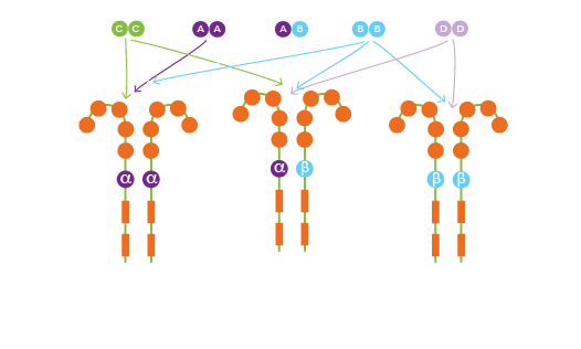 PDGFs differentially bind homodimer and heterodimers of two receptor tyrosine kinases, PDGF R alpha and PDGF R beta