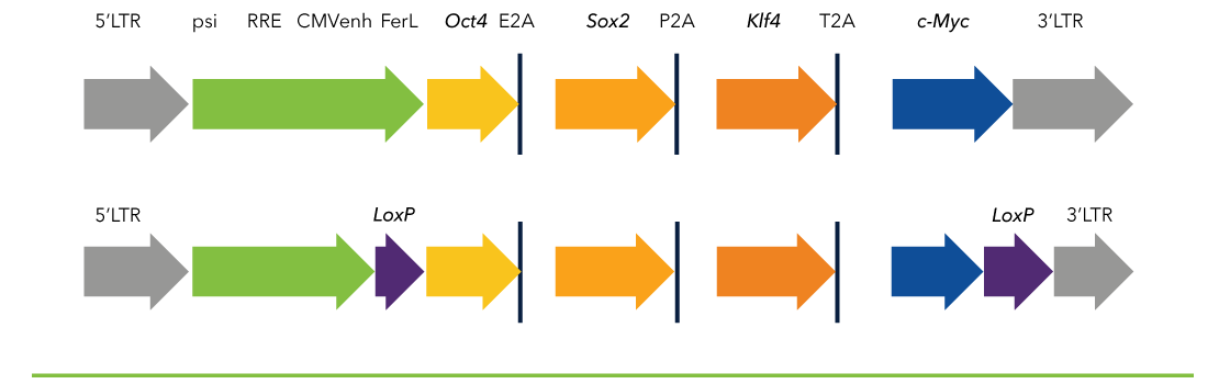 ipsc reprogramming schematic.